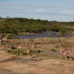 Set next to the Mara River & a salt lick, Nkorombo is a top game viewing camp at any time of year.
