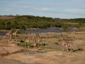 Set next to the Mara River & a salt lick, Nkorombo is a top game viewing camp at any time of year.
