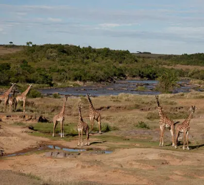 Situado junto al río Mara y un salegar, Nkorombo es uno de los mejores campamentos de avistamiento de animales en cualquier época del año.