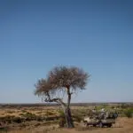 Game drive.