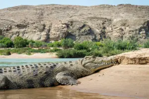 Diverse wildlife.