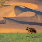 The rare brown hyena.