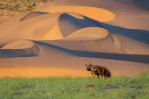 The rare brown hyena.