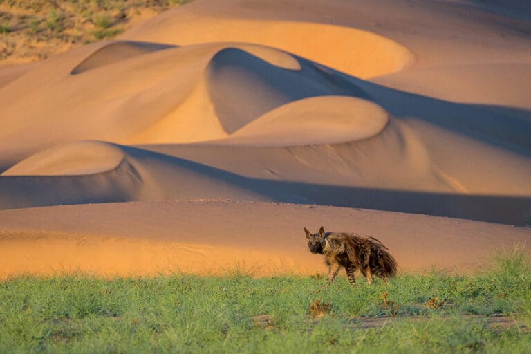 The rare brown hyena.