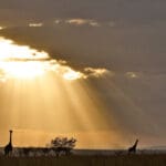 Situados en hermosas zonas de conservación privadas, los campamentos Porini combinan el avistamiento exclusivo de animales con impresionantes paisajes.