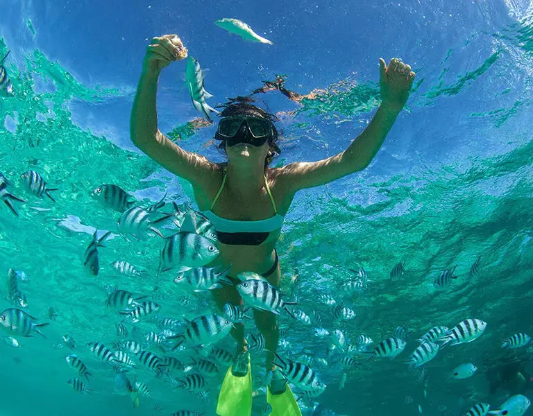 Snorkelling is a great way to see the marine life around the coral gardens. 