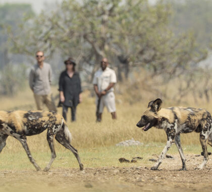 With a focus on walking safaris, you can experience the delta more intimately.