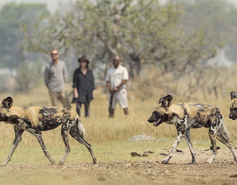 With a focus on walking safaris, you can experience the delta more intimately.