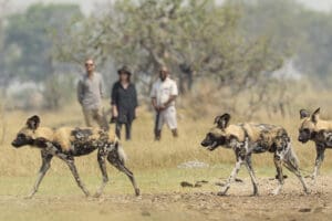 Incredible sighting on a walking safari.