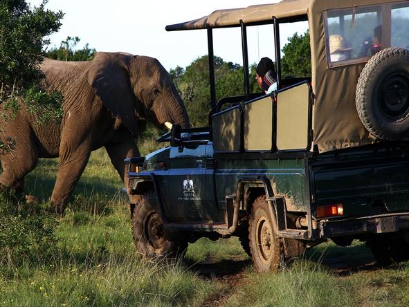 On an exciting game drive you will have the chance to see a lot of african wildlife.