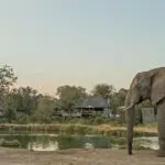 Frente al campamento de Simbambili hay una popular charca, perfecta para un safari "de sillón".