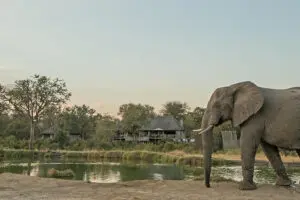 Frente al campamento de Simbambili hay una popular charca, perfecta para un safari "de sillón".