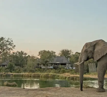 Frente al campamento de Simbambili hay una popular charca, perfecta para un safari "de sillón".
