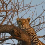 La reserva cuenta con una prolífica población de leopardos.