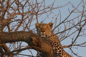 La reserva cuenta con una prolífica población de leopardos.