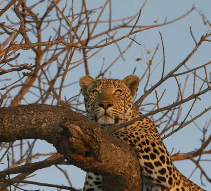La reserva cuenta con una prolífica población de leopardos.