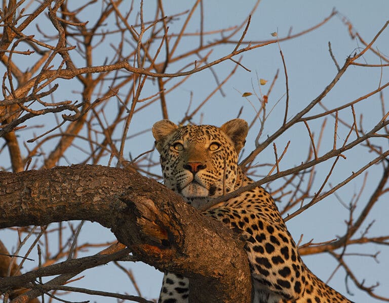 The reserve has a prolific leopard population.