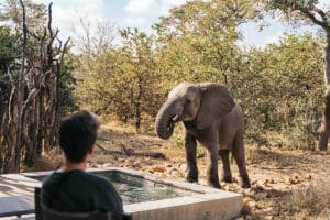 Los elefantes y otras especies disfrutan de un trago en la piscina de la Pool Suite en los meses más secos.