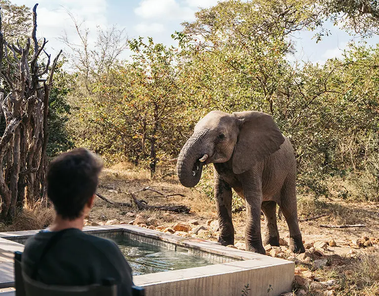 Elephant and other species enjoy a drink from the Pool Suite plunge pool in the drier months.