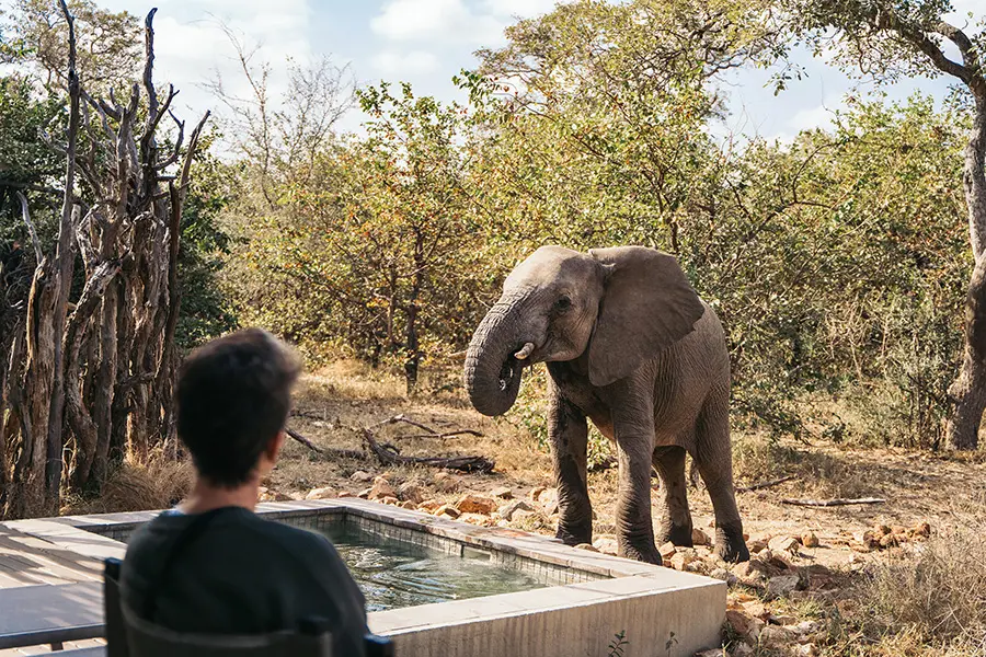 Los elefantes y otras especies disfrutan de un trago en la piscina de la Pool Suite en los meses más secos.