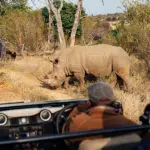 Observe a los Cinco Grandes en los safaris, incluido el rinoceronte, en peligro de extinción.