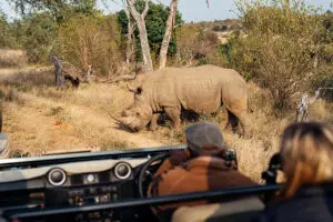 Observe a los Cinco Grandes en los safaris, incluido el rinoceronte, en peligro de extinción.