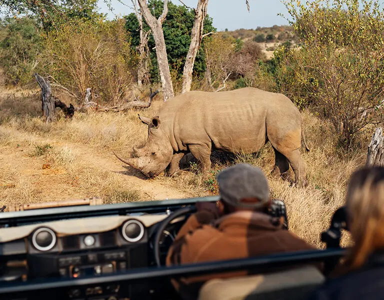 Spot the Big Five on game drives, including the endangered rhino.
