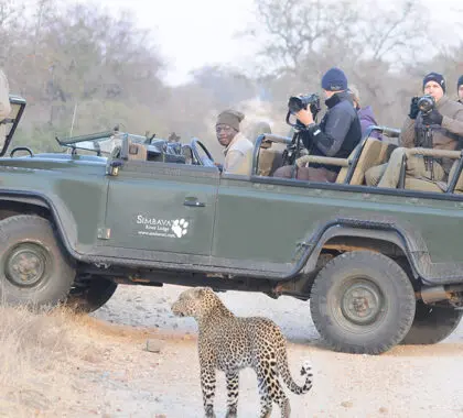 Descubra los animales más salvajes en emocionantes safaris.