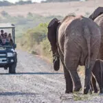 Experience the Big 5.