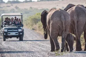 Experience the Big 5.