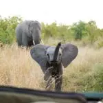 Avistamiento de elefantes en el Singita Boulders Lodge.