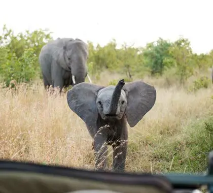 Avistamiento de elefantes en el Singita Boulders Lodge.