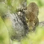 Avistamiento de leopardo en el Singita Boulders Lodge
