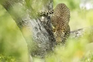 Avistamiento de leopardo en el Singita Boulders Lodge