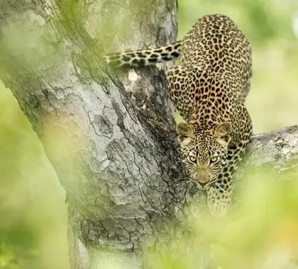 Singita Boulders Lodge leopard sighting
