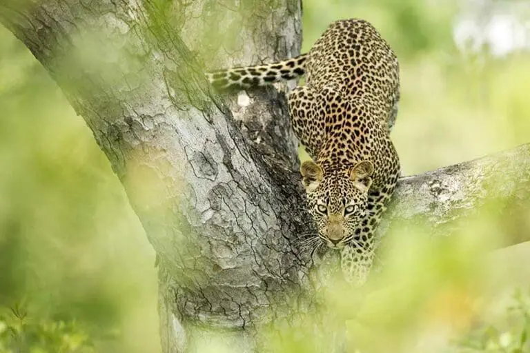 Singita Boulders Lodge leopard sighting