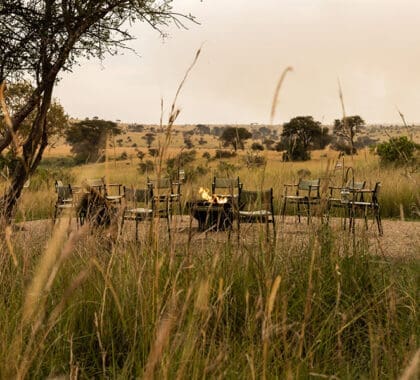 singita-mara-river-tented-camp_boma_emma_jackson-5-1-scaled