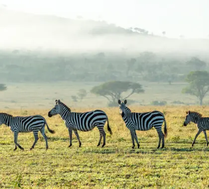 Singita-Sabora-Tented-Camp-Landscape