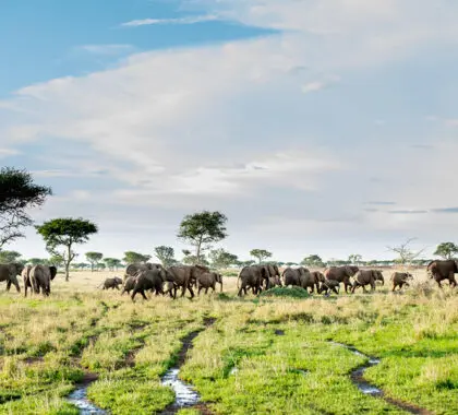 Wildlife in abundance.