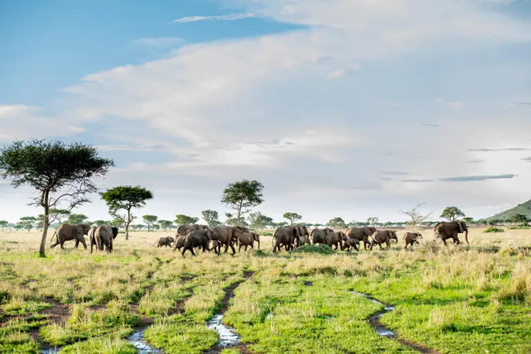 Wildlife in abundance.