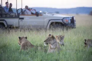 Excursiones de caza en el Serengeti. | Singita Sasakwa Lodge