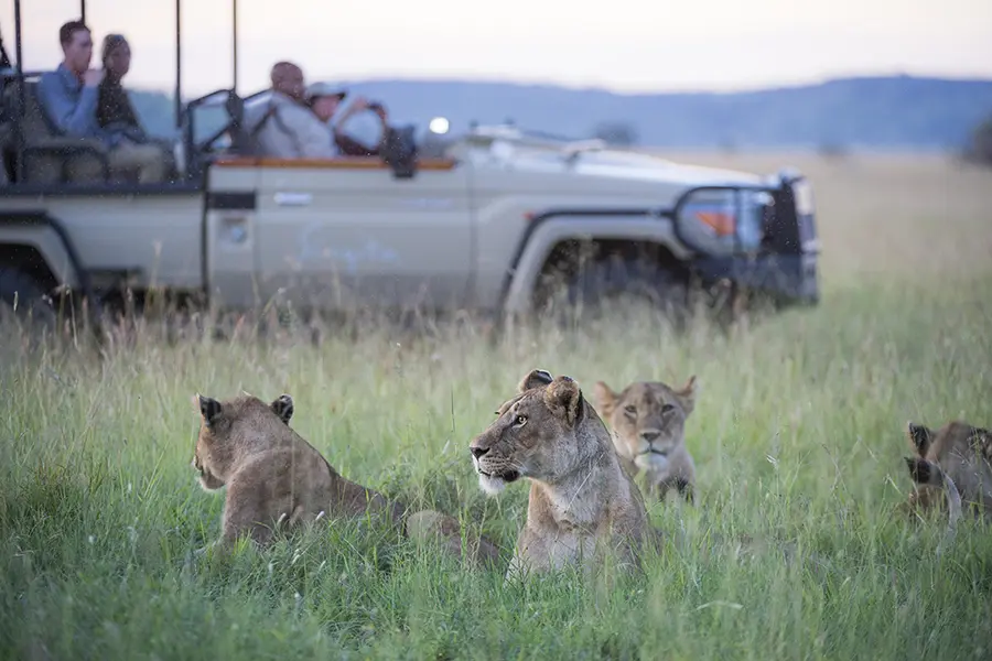 Una manada de leones descansa al paso de los safaris, Singita Sasakwa, Tanzania | Go2Africa