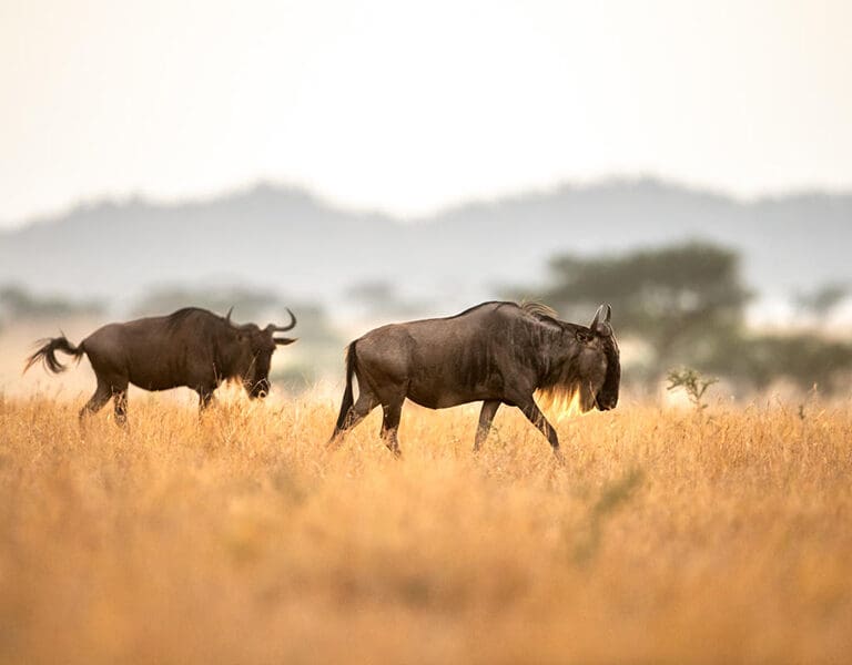 Experience the herds of the migration in season.