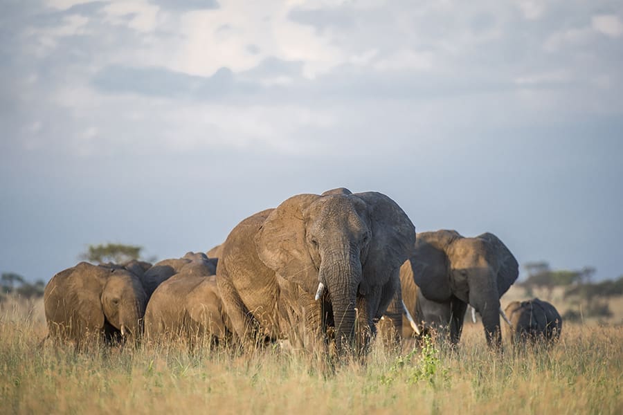 Sensational Big5 sightings.