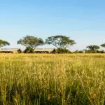 Singita Explore es un campamento de tiendas privadas.