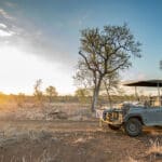 Disfrute de increíbles safaris.