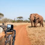 En la Reserva Natural de Malilangwe le esperan safaris de los Cinco Grandes. 