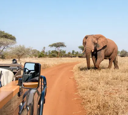 En la Reserva Natural de Malilangwe le esperan safaris de los Cinco Grandes. 