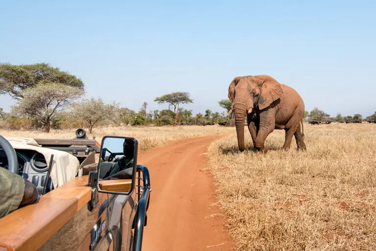 En la Reserva Natural de Malilangwe le esperan safaris de los Cinco Grandes. 