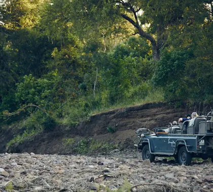 Emocionantes safaris.